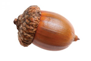 Acorn PNG image-37003